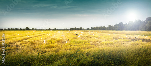 campo coltivato a grano con uccelli in volo photo