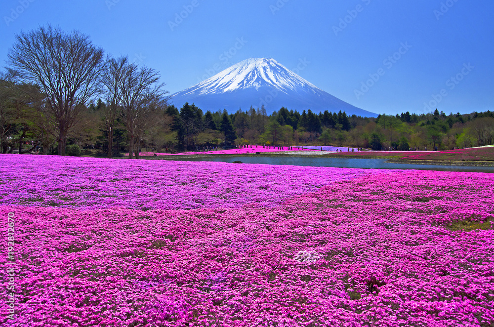Naklejka premium Fuji Shibazakura