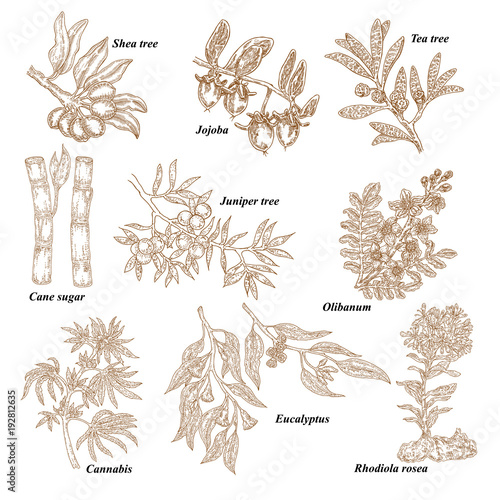 Medical and cosmetics plants. Hand drawn Shea nuts, Jojoba, Tea tree, Cane sugar, Juniper, Olibanum, Cannabis, Rhodiola rosea, Eucalyptus. Vector illustration engraved.
