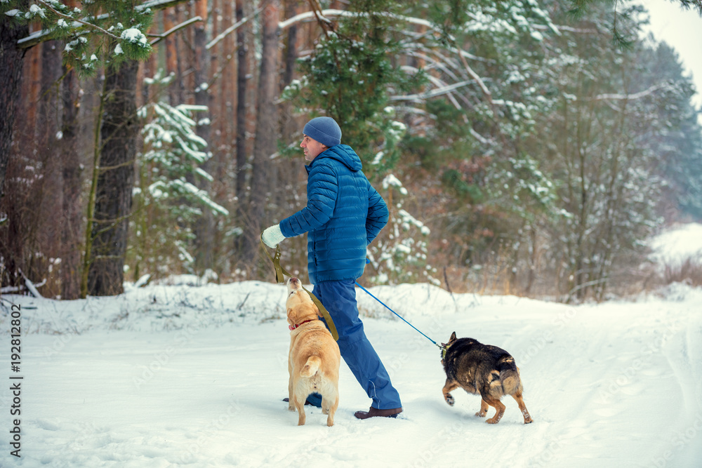 In the forest in winter there is a man with two dogs on leashes
