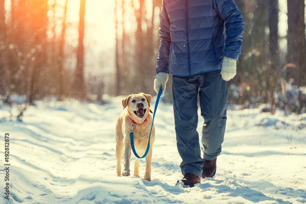 © vvvita - Man with dog on a leash walking on snowy pine forest in winter