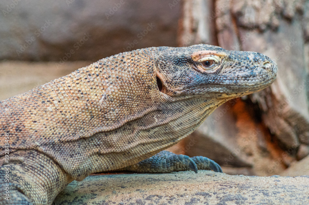 Komodo dragon at the Prague Zoo Komodo dragon at the Prague Zoo