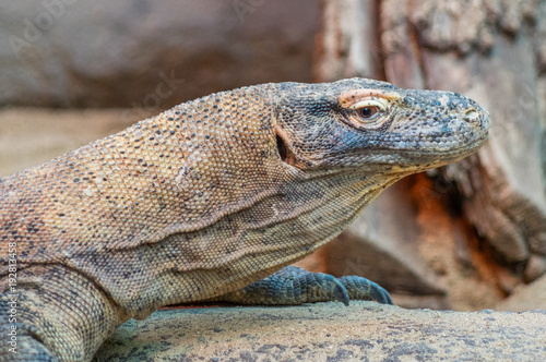 Komodo dragon at the Prague Zoo