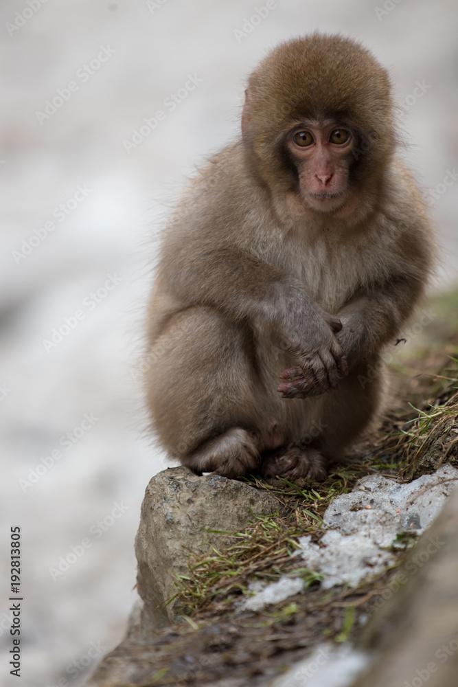 Naklejka premium 神庭の滝の日本猿の子