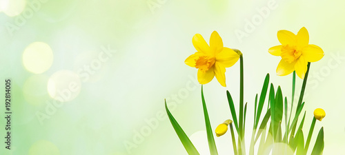 Nature spring background with Yellow daffodils flowers