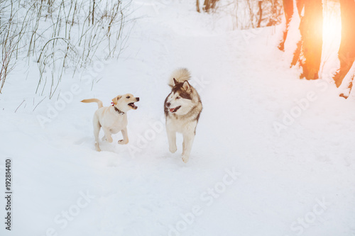 Fototapeta Naklejka Na Ścianę i Meble -  Two dogs playing in winter park. Gold retriever and alaskan malamute running outdoor in snow forest. Sun glare effect.