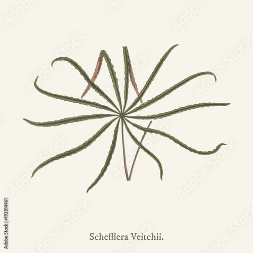 Schefflera veitchii found in (1825-1890) New and Rare Beautiful-Leaved Plant.