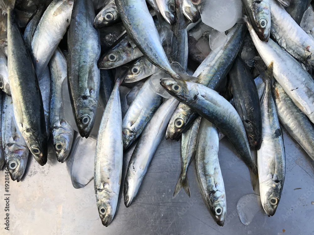 Obraz premium Fresh Saba fish in market. Phuket in Thailand.