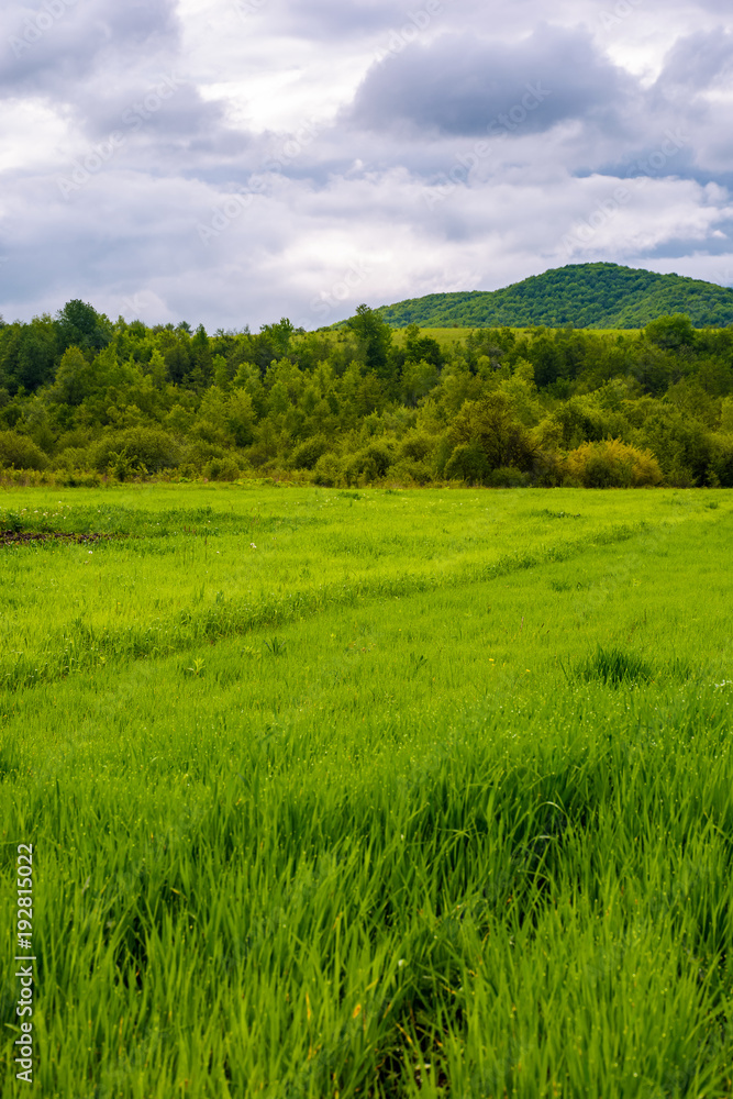 grassy field near the forest in mountains. lovely rural scenery on overcast day