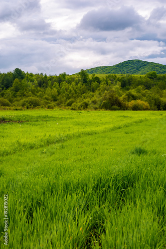 grassy field near the forest in mountains. lovely rural scenery on overcast day