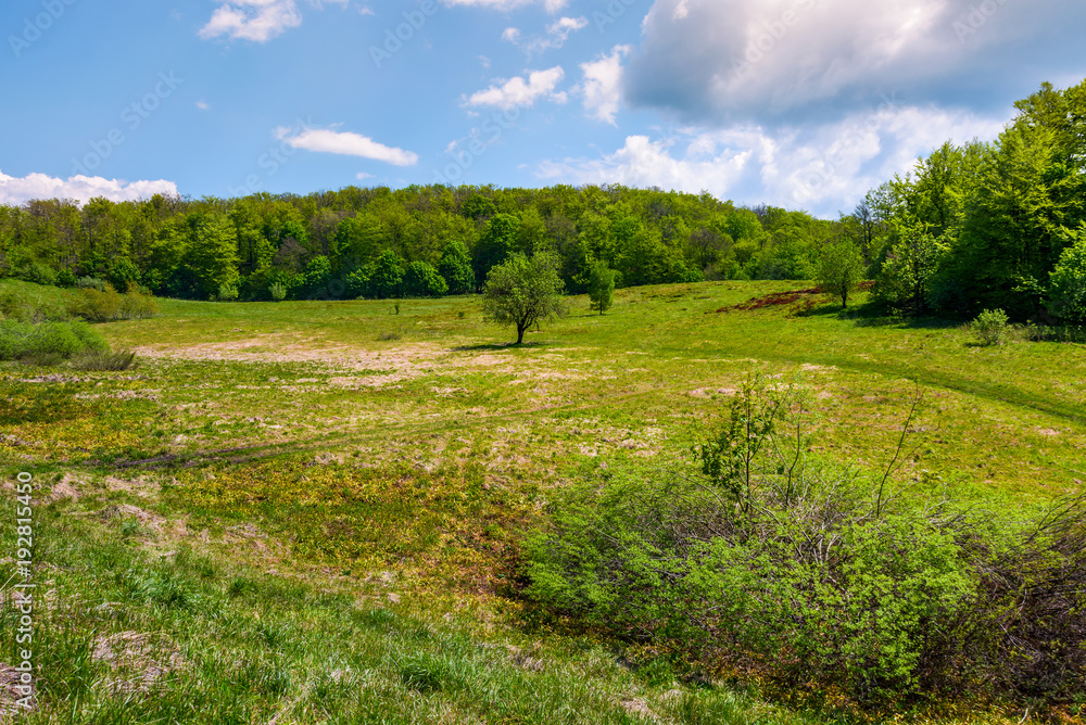 Obraz premium grassy glade on hill among the forest. lovely nature scenery under the clouds on a blue sky in springtime