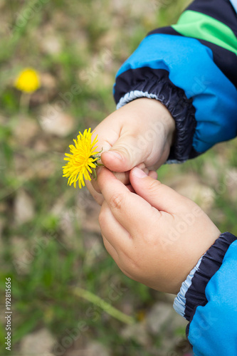 Fototapeta Naklejka Na Ścianę i Meble -  child hand flower spring mother dandelion family