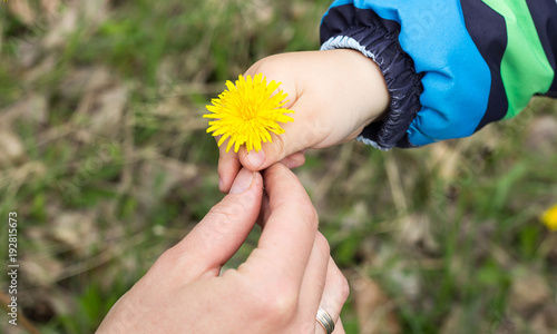 Fototapeta Naklejka Na Ścianę i Meble -  child hand flower spring mother dandelion family