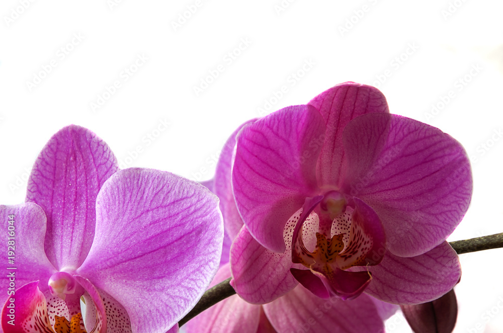 Fototapeta premium Purple orchid on a white background.