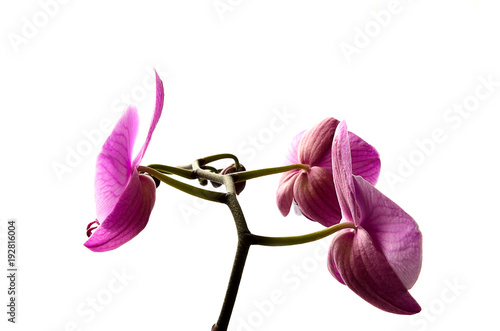 Purple orchid on a white background. photo