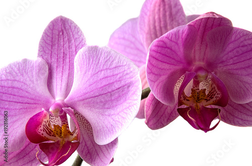 Purple orchid on a white background.