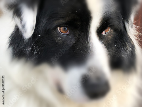 Fotografie Very beautiful eyes of a dog