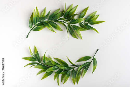 Branches with green leaves on a white background