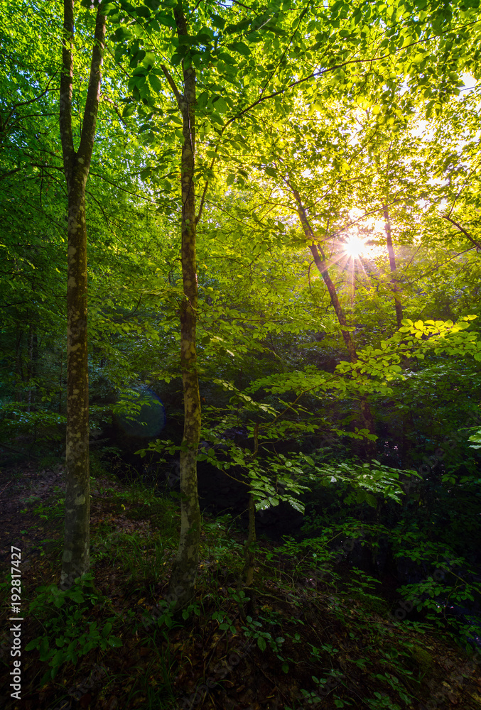 summer forest in the morning. beautiful nature background with sun burst among the branches summer forest in the morning. beautiful nature background with sun burst among the branches