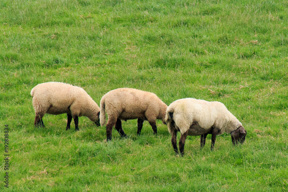 Schafe auf der Weide am Wattenmeer