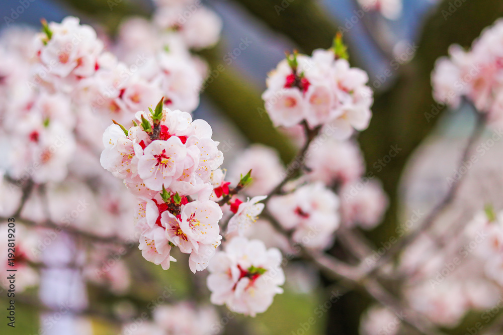  Beautiful cherry blossom , sakura  in spring time .