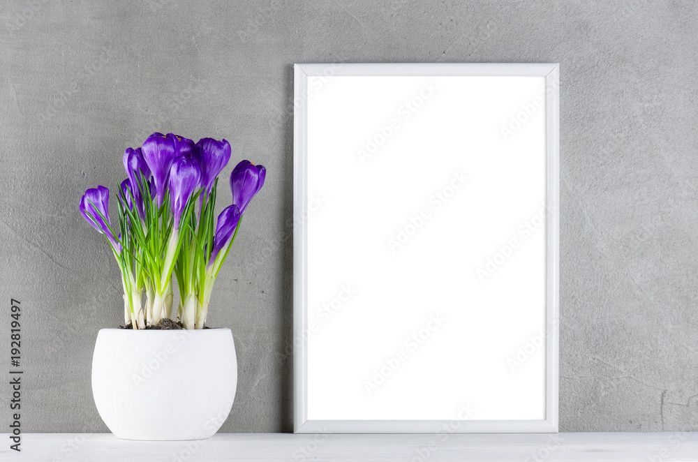 Textured background with blooming purple crocuses in the white pot and white frame Textured background with blooming purple crocuses in the white pot and white frame