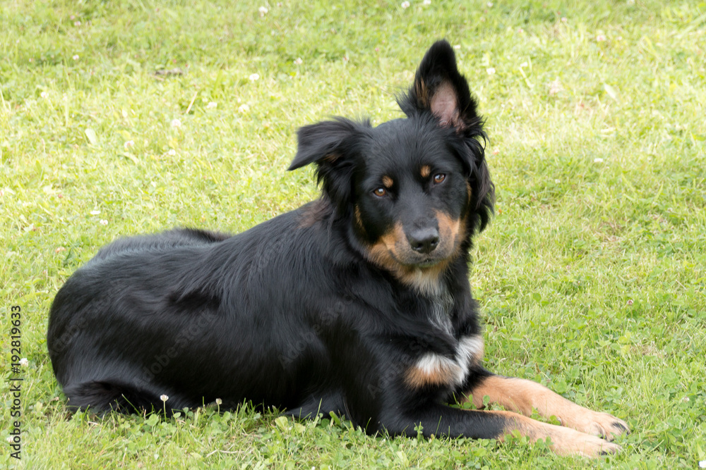 Fototapeta premium Border Collie Mix auf einer Wiese