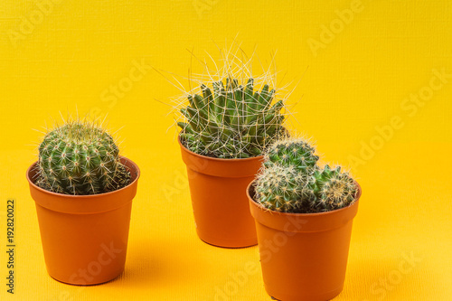 Succulents in a pots, against yellow background, front view.