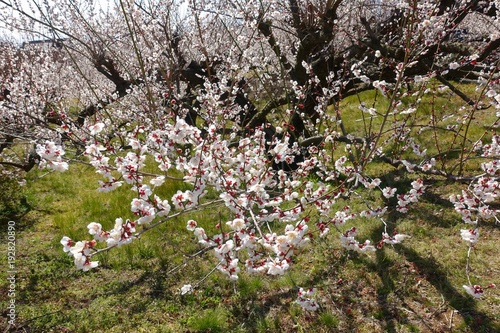 Wallpaper Mural 梅の花 Torontodigital.ca