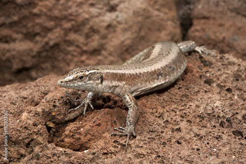 Madeira-Mauereidechse (Teira dugesii) - Madeiran wall lizard photo