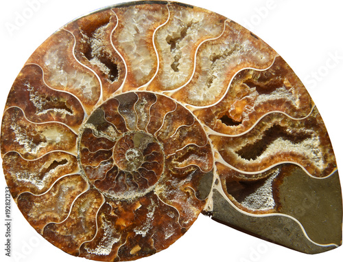 Ammonite
