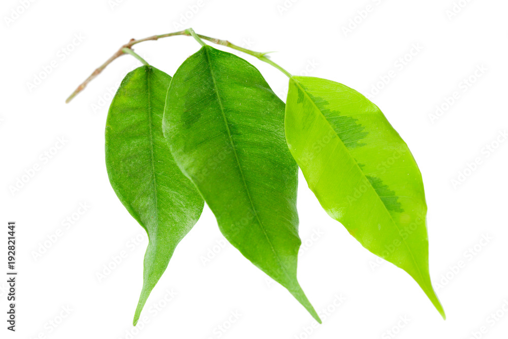 Obraz premium leaf isolated on white