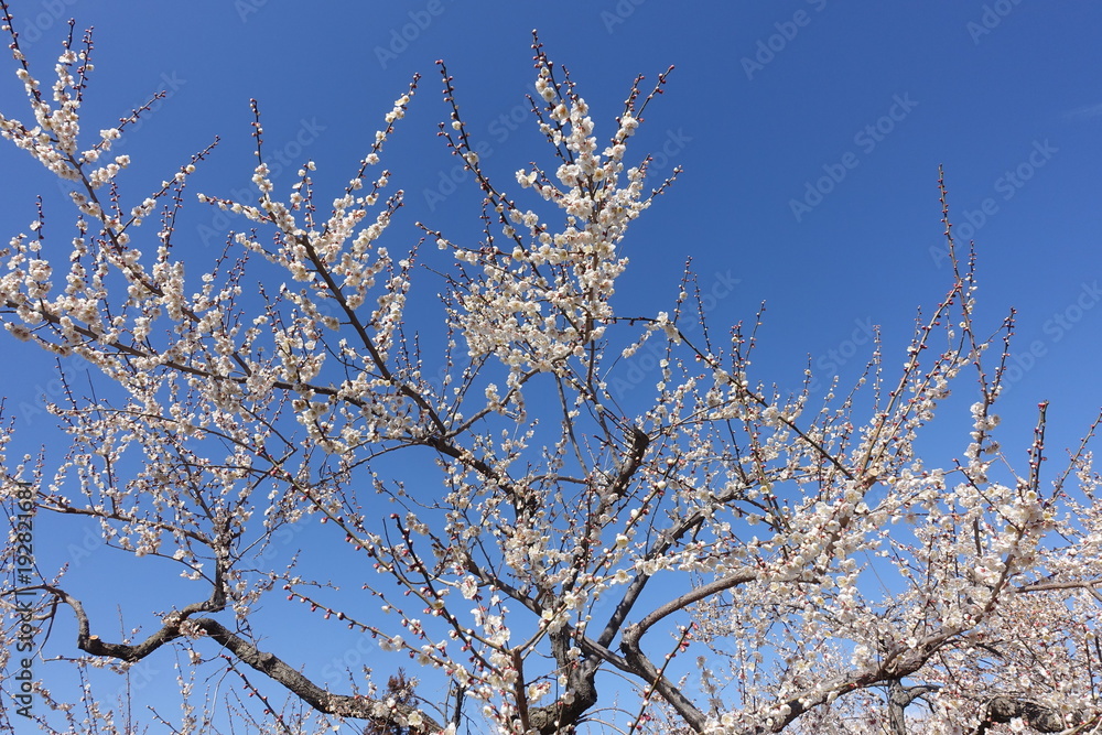 梅の花