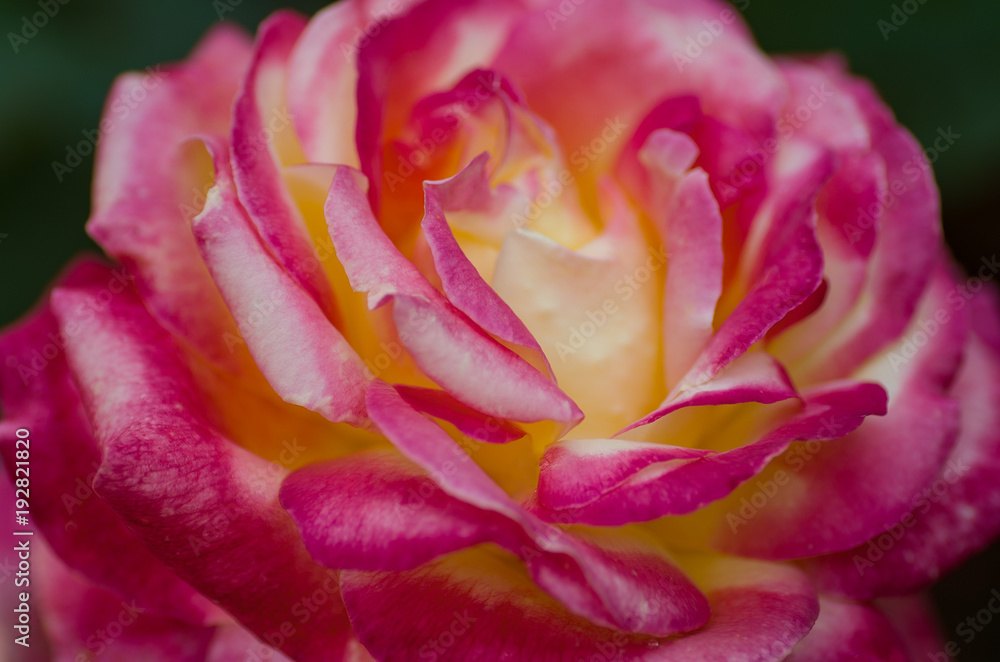 Beautiful roses in the summer garden Beautiful roses in the summer garden