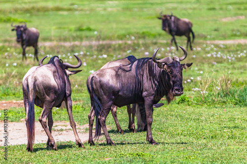Wildebeest. Ngorongoro Crater Conservation Area. Tanzania. © mariusltu