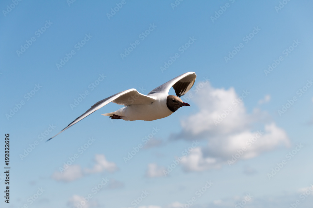 Fototapeta premium Lachmöwe Nahaufnahme fliegend am blauen, sonnigem Himmel