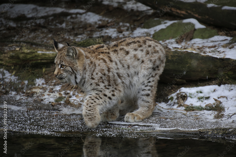 Europäischer Luchs (Lynx lynx) Jungtier spielt am gefrorenen Teichrand Europäischer Luchs (Lynx lynx) Jungtier spielt am gefrorenen Teichrand