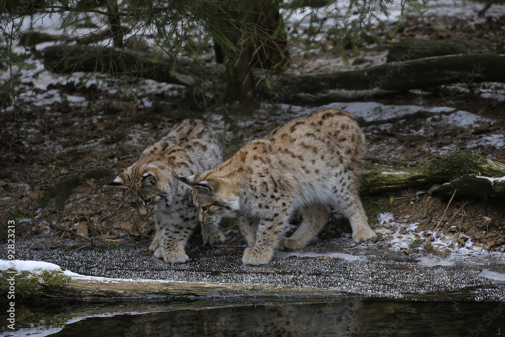 Europäischer Luchs (Lynx lynx) zwei Jungtiere am gefrorenen Teichrand Europäischer Luchs (Lynx lynx) zwei Jungtiere am gefrorenen Teichrand