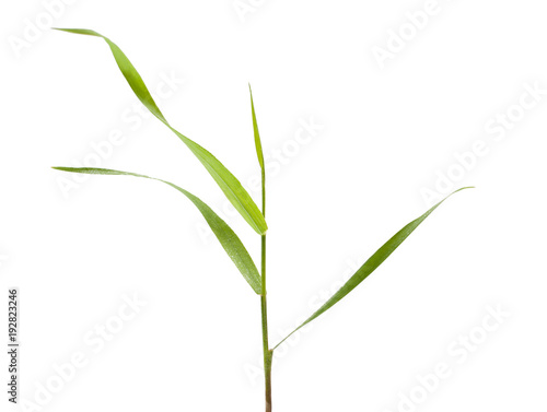 Blade of grass isolated on white © MAXSHOT_PL