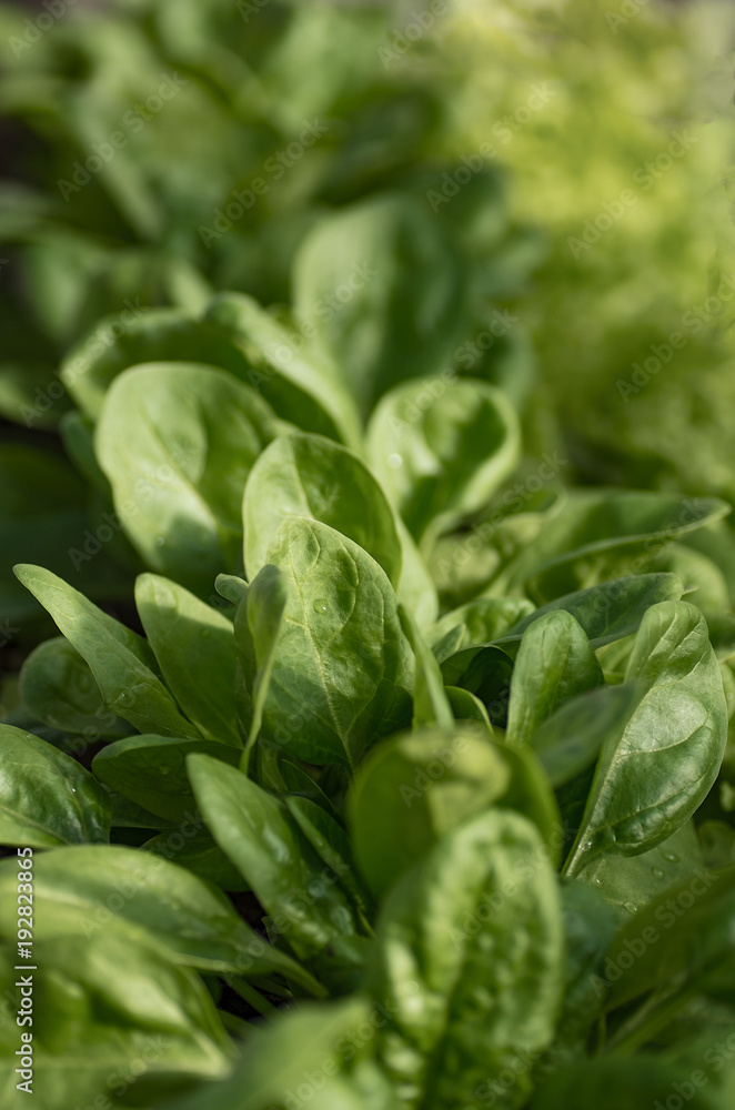 young greens of spinach on the bed young greens of spinach on the bed