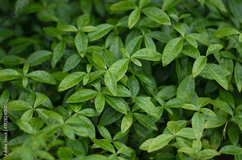 Wallpaper Mural Background of green leaves. Torontodigital.ca