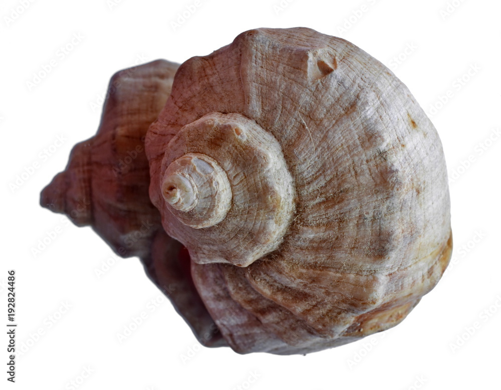 Seashell. Reflection in mirror. Isolated. White background Seashell. Reflection in mirror. Isolated. White background