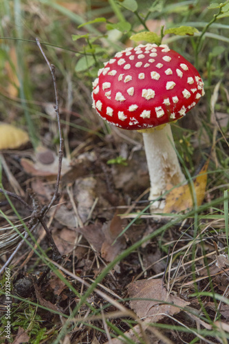 mushrooms in the forest, nature