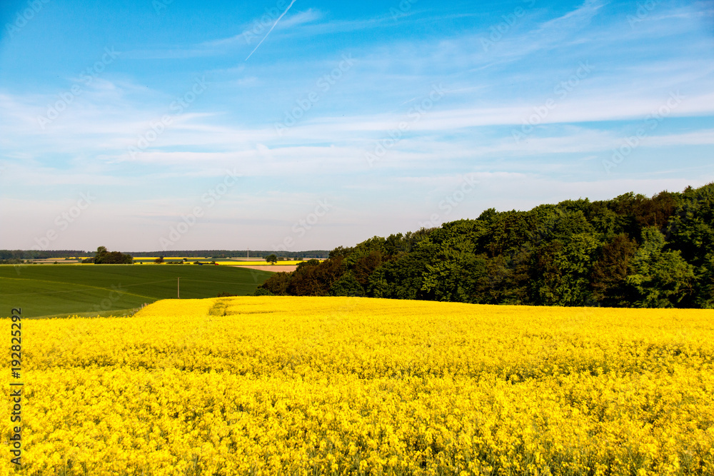 Rapsfeld gelb blühend in sonniger Landschaft
