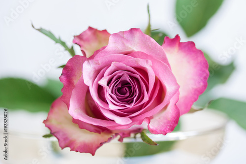 Róża kwiat romantyczne makro 
