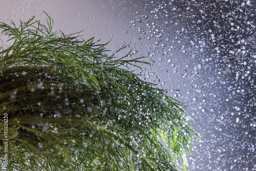 Green dill and flying water drops.