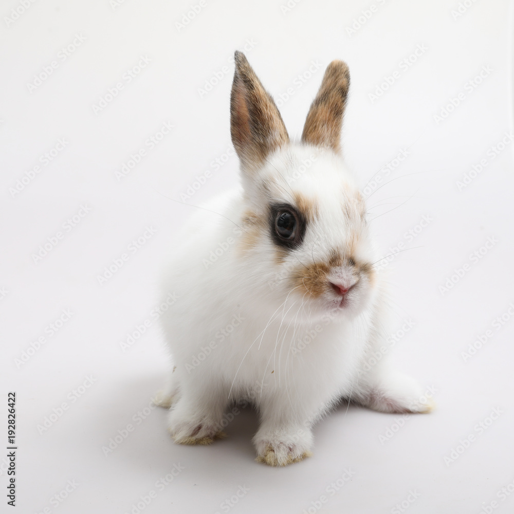 Baby of orange rabbit on white background Baby of orange rabbit on white background