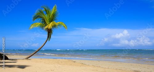 Fototapeta Naklejka Na Ścianę i Meble -  Palm tree on white tropical beach. Travel background.