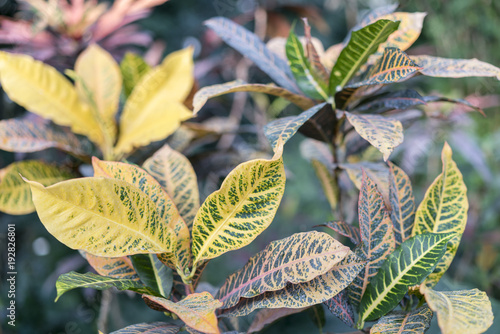 Croton with large yellow-green leaves photo