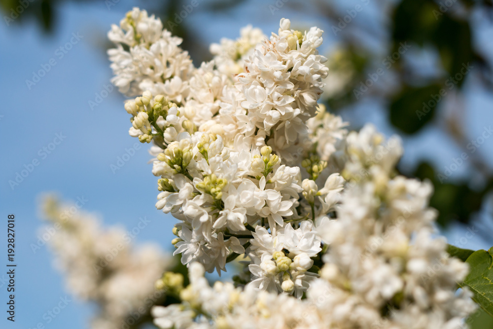 weiße Fliederblüte vor blauem Hintergrund weiße Fliederblüte vor blauem Hintergrund